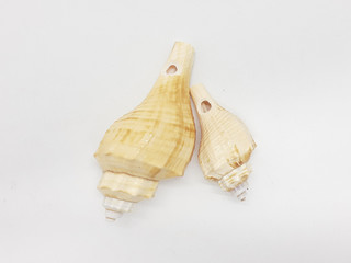 Various Beautiful and Colorful Beach Objects Small Unique Sea Shell in White Isolated Background