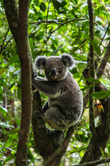 Wild koala spotted in Night Cap National Park Australia