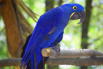 A Hyacinth Macaw Parrot © twinkle