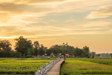 Fototapeta premium landscape with road