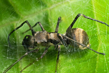 Macro Photo of Ant Mimic Jumping Spider in Web on Green Leaf