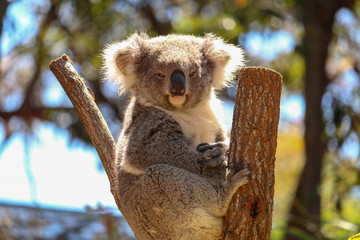 Koala is one of the icon animals of Australia