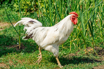 Portrait of beautiful white rooster with a red crest on head is runing in the courtyard of a village house on a sunny day. Close-up. Copy space for your text