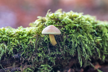 mushroom in forest