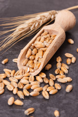 Heap of rye or wheat grains and ears of cereal in background