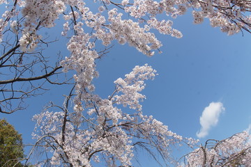 桜　春　花