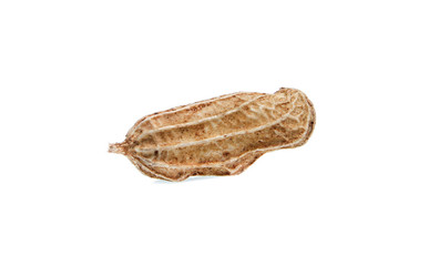 Peanuts on white background