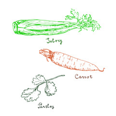 Vitamin A and C vegetables hand drawn ink sketch. Set of various vegetables. Sketches of carrot, salary and parsley. Isolated on white.