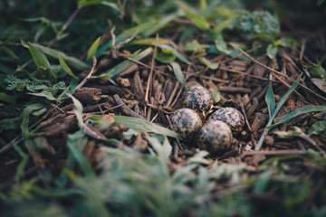  Bird eggs in the forest