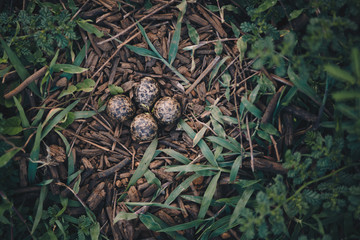  Bird eggs in the forest
