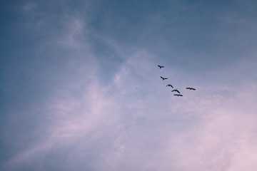  Birds and blue sky in the evening
