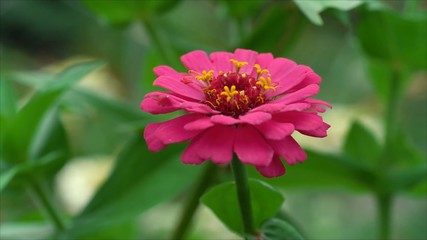 Close up of red zinnia flower