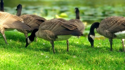 Ducks find food on the lawn
