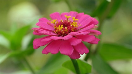 close up pink zinnia  flower blooming in the garden