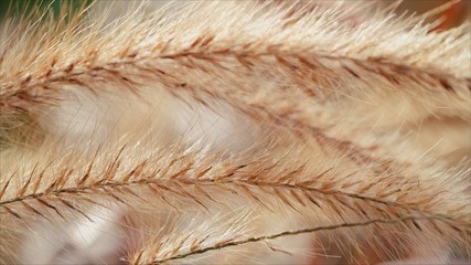 close up the blurry of grass flowers is the beauty of nature