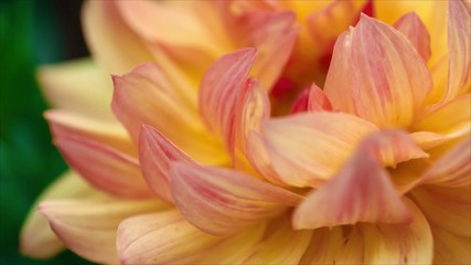 Fototapeta na wymiar Close-up Image of Beautiful Orange Chrysanthemum