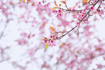 Beautiful cherry blossom or sakura in spring time over  sky