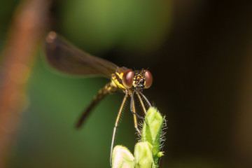 Dragonfly on branches in nature