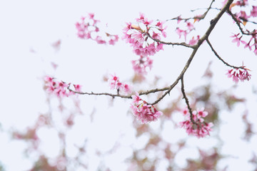 Beautiful cherry blossom or sakura in spring time over  sky