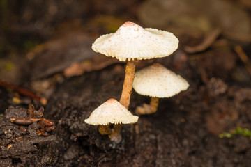 Mushrooms in the forest on rainy season