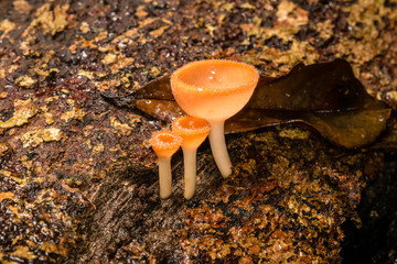 Champagne mushrooms in the rainy season