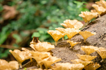 Mushrooms in the forest grow on timber