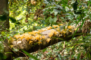 Mushrooms in the forest grow on timber