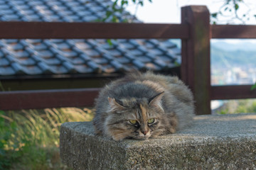 尾道の野良猫
