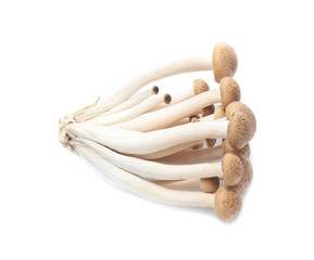 brown beech mushroom or Shimeji mushroom on white background