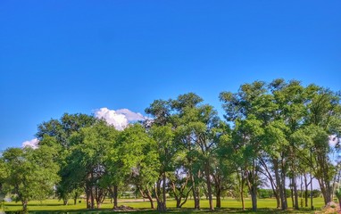 Obraz premium trees and blue sky