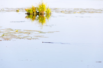 Snake swims on the lake