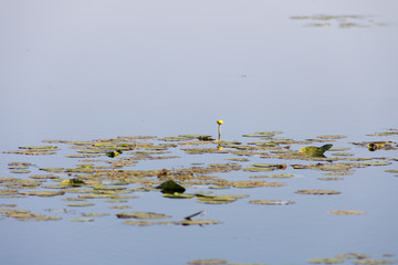 swampy lake