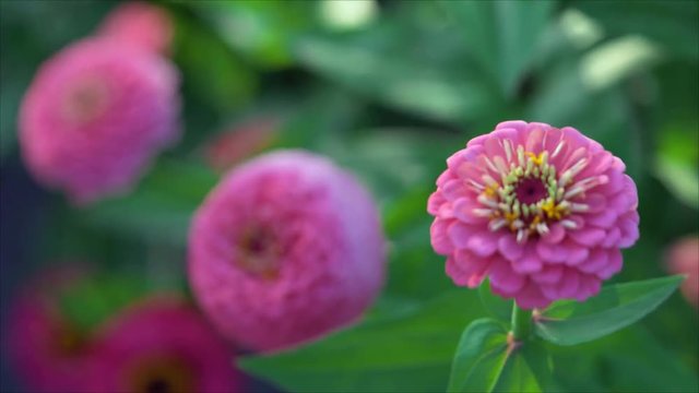 Purple zinnia flowers blooming in field