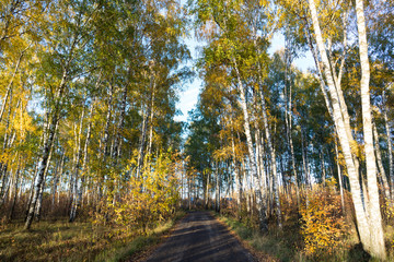 road in autumn forest