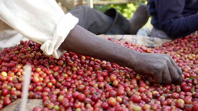 Coffee sorting ripe organic raw berries HD slow-motion
