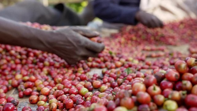 Coffee sorting ripe organic raw berries HD slow-motion