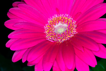 Gerbera red flower head, genus of plants in the Asteraceae of the daisy family native to tropical...