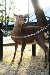 A deer in Nara Park, Japan