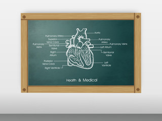 Health and medical concept with heart structure.