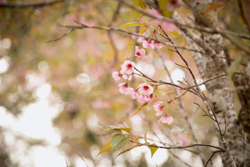 Beautiful cherry blossom or sakura in spring time over  sky