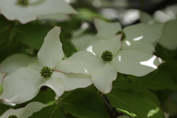 Kousa Dogwood