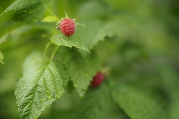 raspberry on a bush