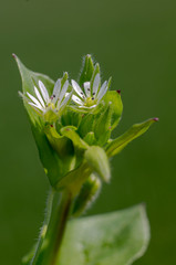Beautiful color season blossom meadow flower