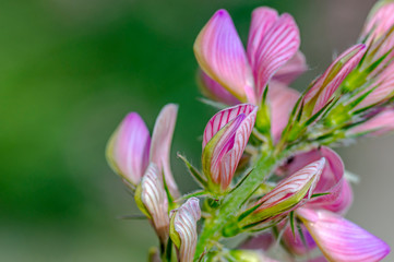 Beautiful color season blossom meadow flower