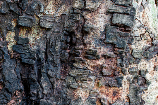  The surface of the old tree , texture
