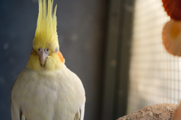 Lutino cockatiel sleeping close her eyes in the morning with warm sun lights