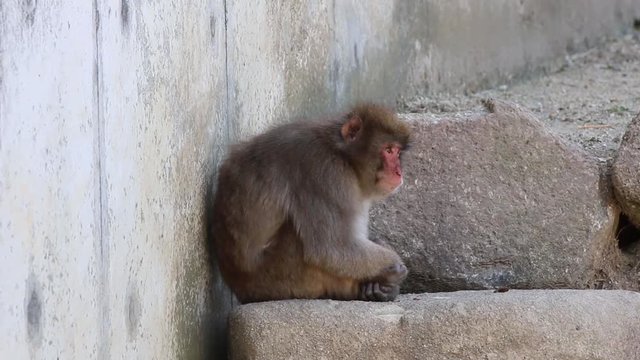 Lonely monkey. macaca fuscata or Japanese macaque relaxing at zoo. 