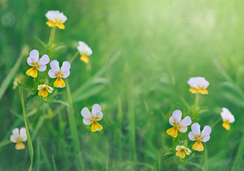 Wild flowers of summer meadow. Nature background.