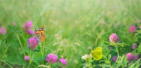 Wild flowers of summer meadow. Nature background.