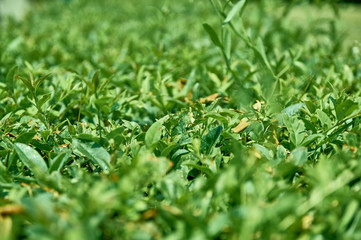 green leaves exposed to direct sunlight in the morning with a bokeh background.